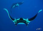 Dive with Giant Mantas aboard the Nautilus Explorer