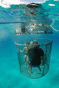 Cage dive with Incredible Adventures. See sharks.