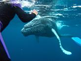 Swim with Whales on the Silver Bank