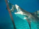 Dive with Tiger Sharks in the Bahamas