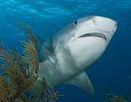 Dive with Big Sharks in the Bahamas with Incredible Adventures