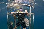Cage Dive Tiger Beach with Incredible Adventures