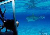 Dive with big sharks in the Bahamas