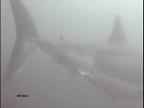 White 
Shark Caught on Camera in San Francisco