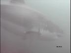 Farallones White Shark Caught on Camera