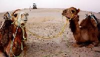 Your camel awaits: Incredible Sahara Adventure