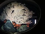 Deep Water Coral & Anemones