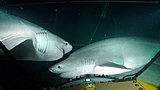 Six Gill Sharks, Roatan, Honduras
