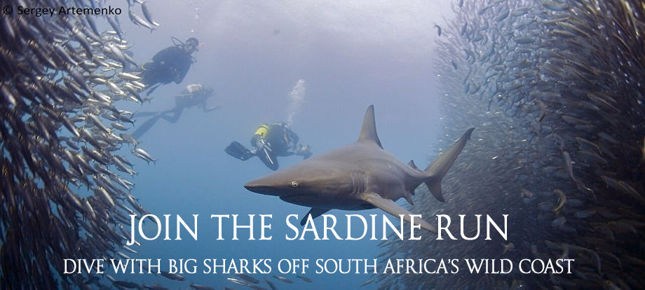 Join the Sardine - Dive with big sharks of South Africa's Wild Coast