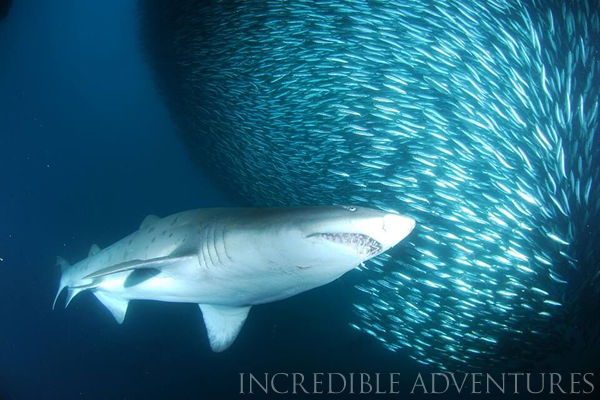 Feeding Shark, Sardine Run, South Africa