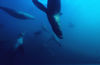 Scuba Diving - The Big Adrenaline Rush! (Costa Rica)