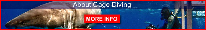 About cage diving. Informaiton about cage diving with sharks.