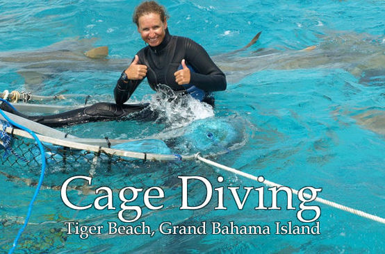 Shark cage diving at Tiger Beach, Grand Bahama Island. Dive Team member Joanne Fraser.
