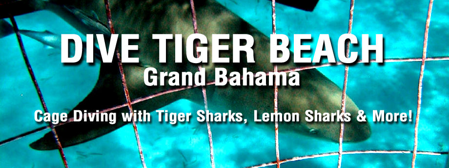 Shark Cage Diving on Tiger Beach Grand Bahama Island