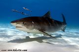 Cage dive with Tiger Sharks