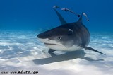 Cage Dive with Tiger Sharks