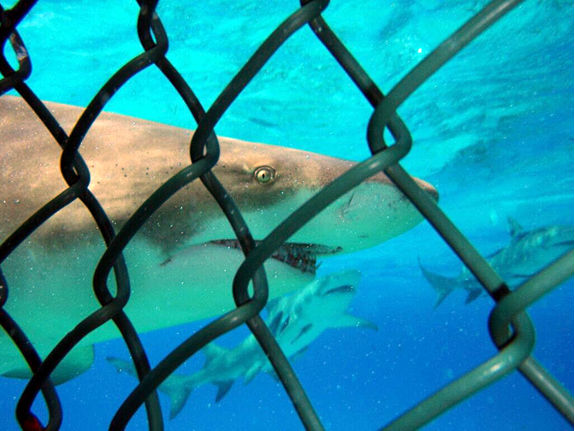 Cage Dive with Tiger, Lemon, Reef & Nurse Sharks in the Bahamas off Bimini.