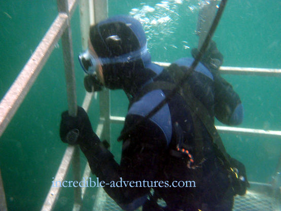 Cage Diver, Farallon Islands Sharks