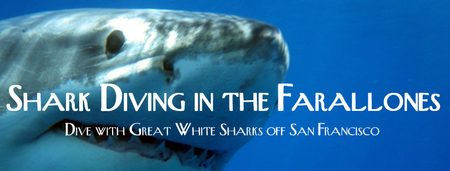 Shark Diving in the Farallons
