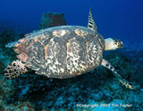 Giant Sea Turtles, lobsters, tarpon, Goliath grouper