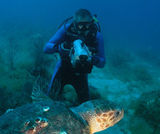 Diving with Giant Sea Turtles