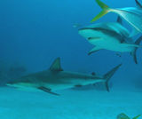 Shark Weekend, Key West