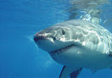 Great White Sharks in the Farrallons (Farallones)