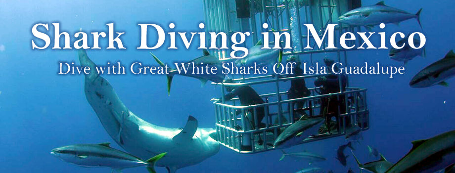Dive with Great White Sharks in Isla Guadalupe Mexico