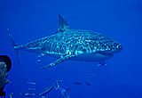 Shark Diving: Isla Guadalupe Mexico