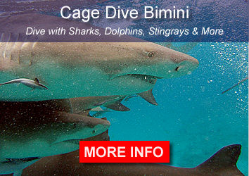 Sharks Bimini