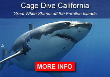 Sharks, Farallones, California