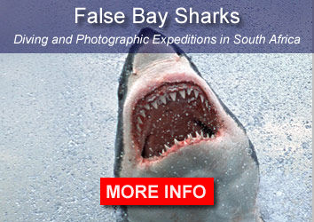False Bay S harks South Africa
