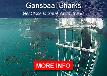 Sharks Gansbaai South Africa