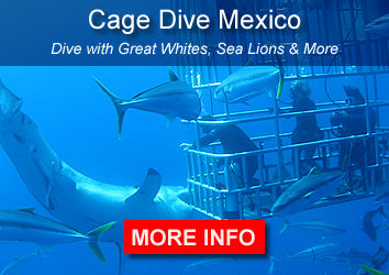 Sharks Isla Guadalupe Mexico