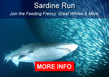 Sardine Run Sharks South Aftica