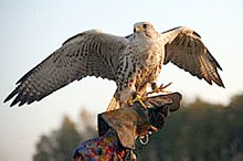 Falcons of Russia